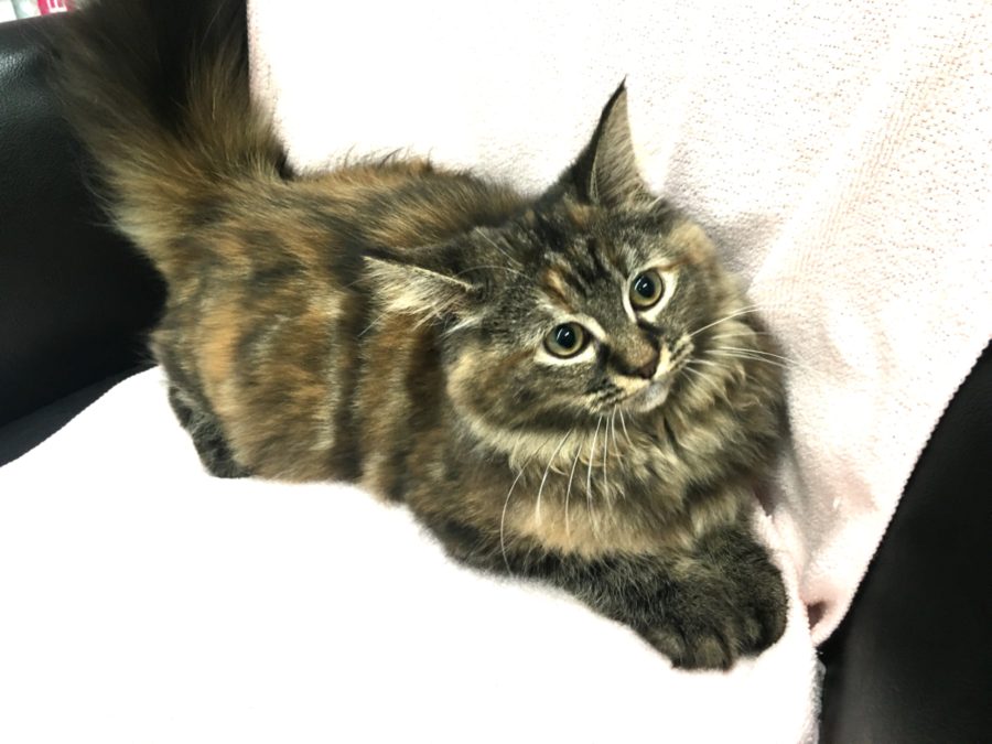 成猫になると4～5kg | ノルウェージャン・フォレストキャット （412689） - ペットショップ マルワン武蔵浦和 埼玉県さいたま市