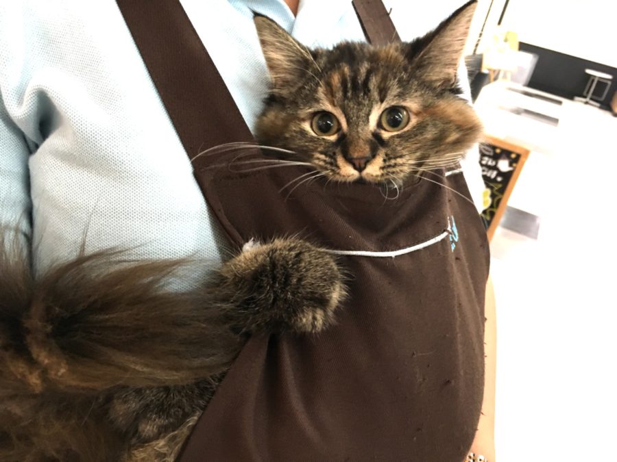 ノルウェージャン・フォレストキャット （412689） - ペットショップ マルワン武蔵浦和 埼玉県さいたま市