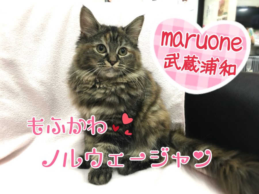 【 ノルウェージャン フォレストキャット 】抱っこや爪切りはお手のもの！エレガントなもふもふレディ！！ ペットショップ マルワン武蔵浦和店（さいたま市） 子猫情報！No.412689