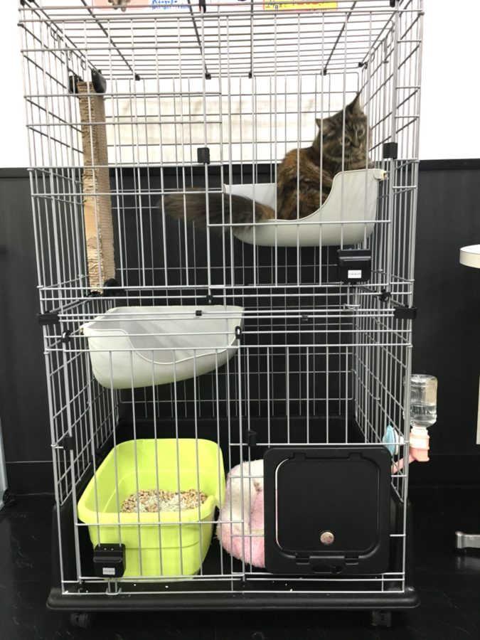お店のケージに慣れてリラックス状態 | ノルウェージャン・フォレストキャット （412689） - ペットショップ マルワン武蔵浦和 埼玉県さいたま市