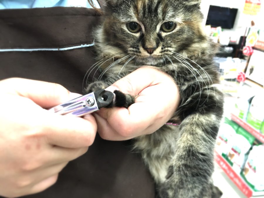 爪切り | ノルウェージャン・フォレストキャット （412689） - ペットショップ マルワン武蔵浦和 埼玉県さいたま市