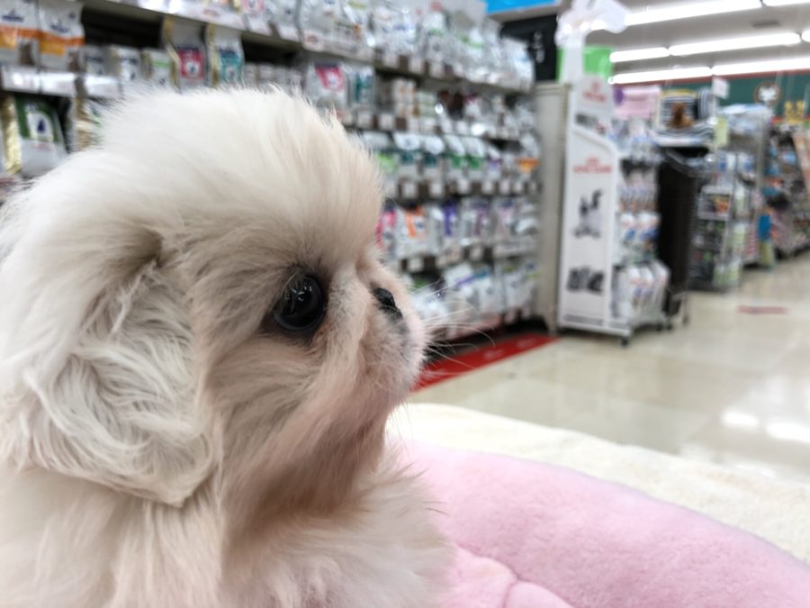 ぺちゃんこなお鼻 | ペキニーズ （130062） - ペットショップ マルワン高井戸 東京都 高井戸