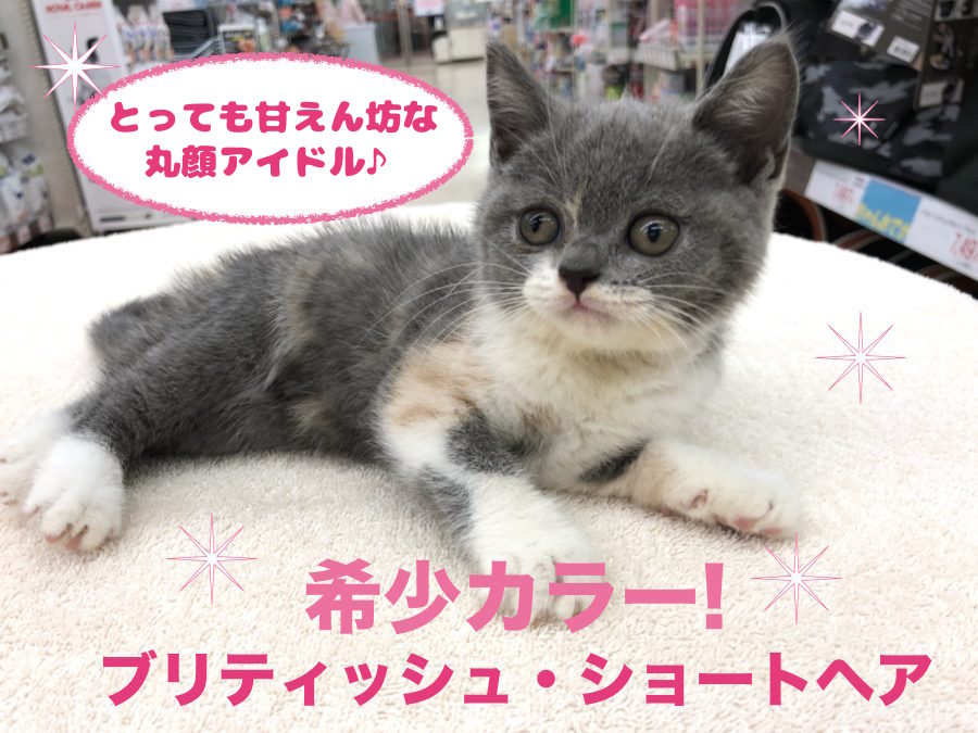 【 ブリティッシュショートヘア 】超希少カラー！全てがまん丸の甘えん坊ガール♪ペットショップ マルワン高井戸店（杉並区） 子猫情報！No.130058