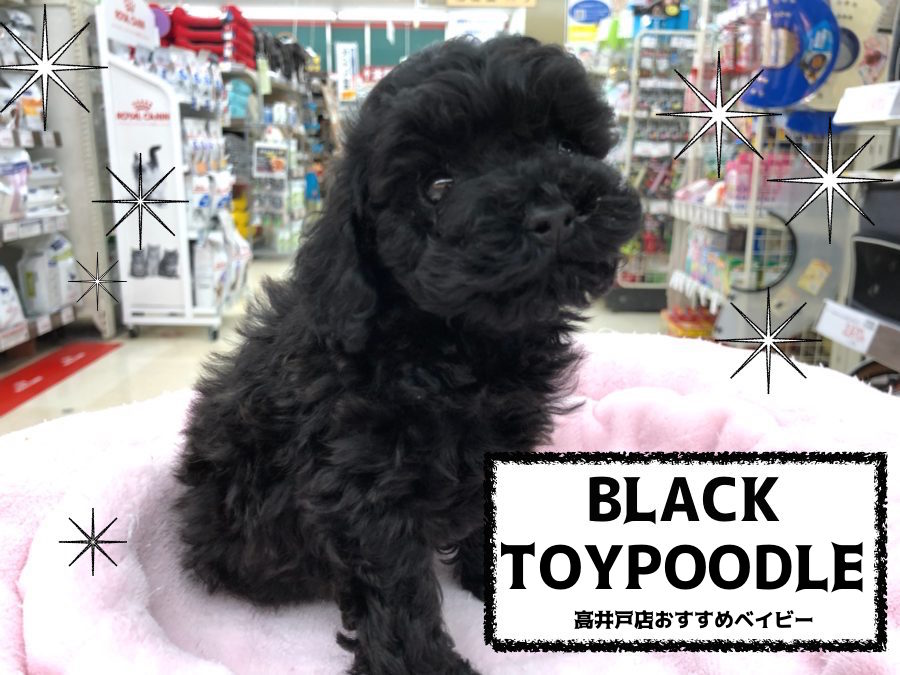 【 トイ・プードル ブラック 】見つめずにはいられない？！癒し顔プリンス♡綺麗なブラックカラーは必見です！NO.130064