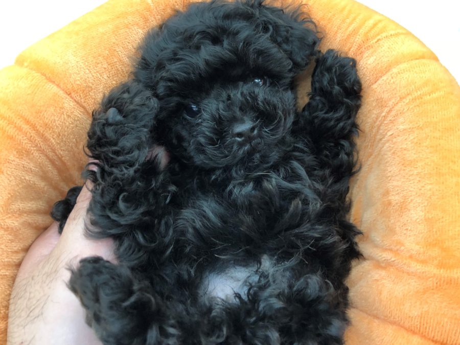 もうすぐ生後2か月のプーちゃんの9/25現在の体重は610ｇ | トイ・プードル （130064） - ペットショップ マルワン高井戸 東京都 高井戸