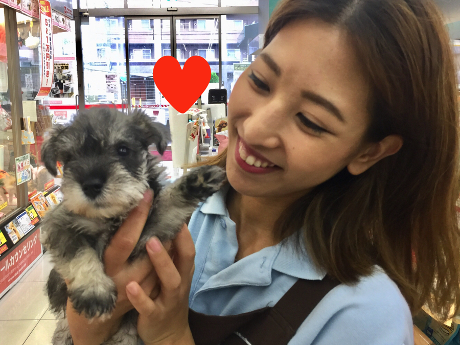 シュナウザーのことならなんでも聞いてください | ミニチュア・シュナウザー （6130739） - ペットショップ マルワン大倉山 神奈川県横浜市港北区