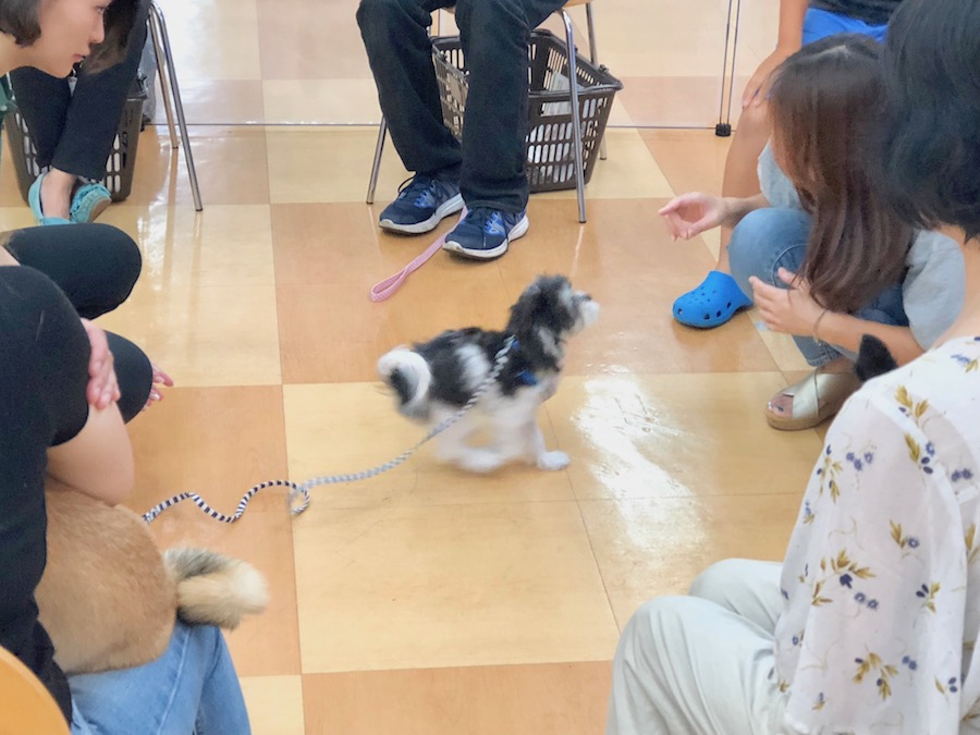 おいで〜の練習 | アニコム損保 ＆ マルワンコラボイベント : パピー教室