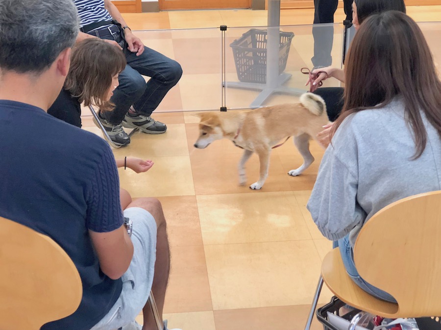 柴犬のはるちゃん | アニコム損保 ＆ マルワンコラボイベント : パピー教室