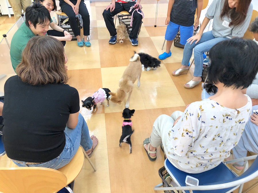 楽しくいろんな事にチャレンジしたあとはリードを外してフリータイム！ | アニコム損保 ＆ マルワンコラボイベント : パピー教室