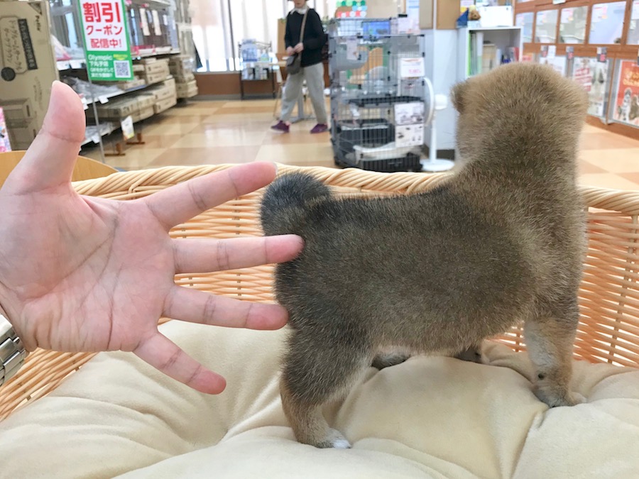 手のひらサイズ | 豆柴 （116279） - ペットショップ マルワン下丸子 東京都大田区