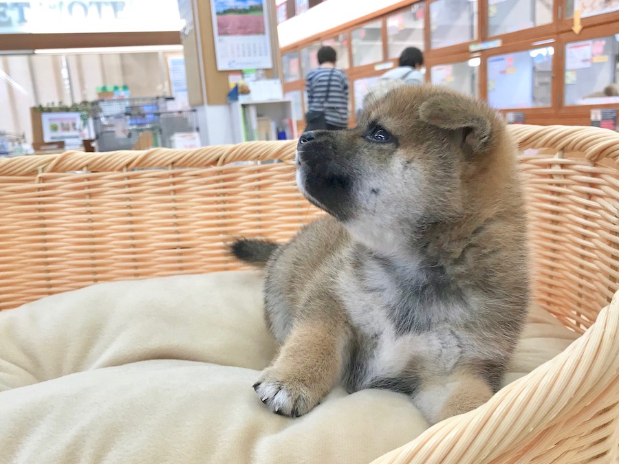 一通りブランケットで遊んで、落ち着くと天を仰いでみたり | 豆柴 （116279） - ペットショップ マルワン下丸子 東京都大田区