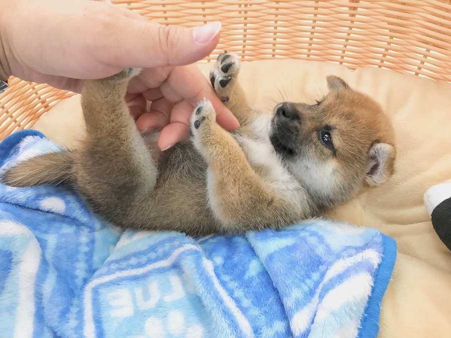 撮ってる途中もごろーんと仰向け | 豆柴 （116279） - ペットショップ マルワン下丸子 東京都大田区