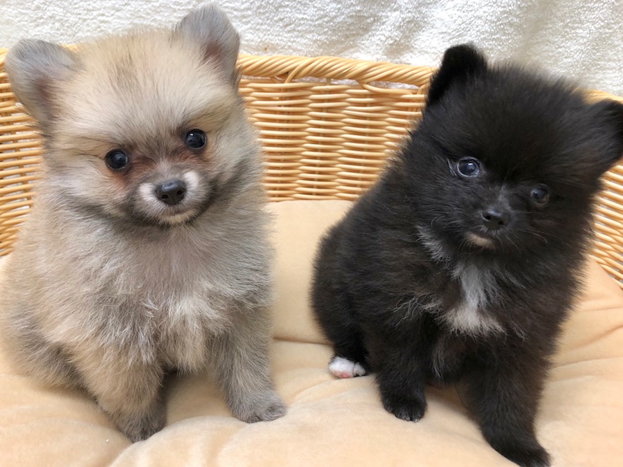 可愛らしい２人 | ポメラニアン 兄弟 （116282＆116283） - ペットショップ マルワン下丸子 東京都大田区