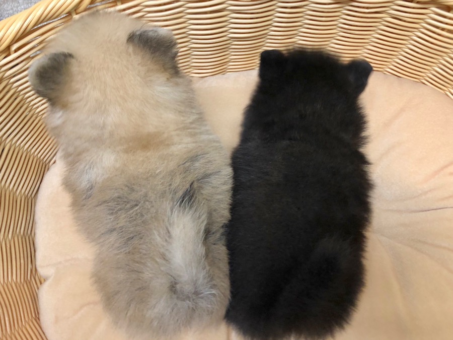 お兄ちゃんは弟くんに比べると少しだけ小さい | ポメラニアン 兄弟 （116282＆116283） - ペットショップ マルワン下丸子 東京都大田区