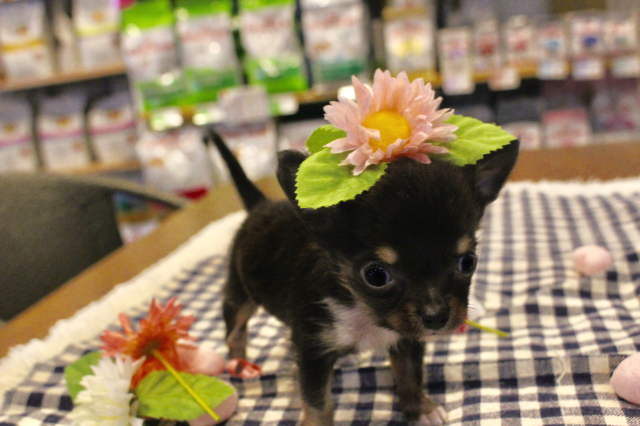 ピンクのお花がお似合いのちーくん♪ | チワワ （11586） - ペットショップ マルワン白楽 神奈川県横浜市