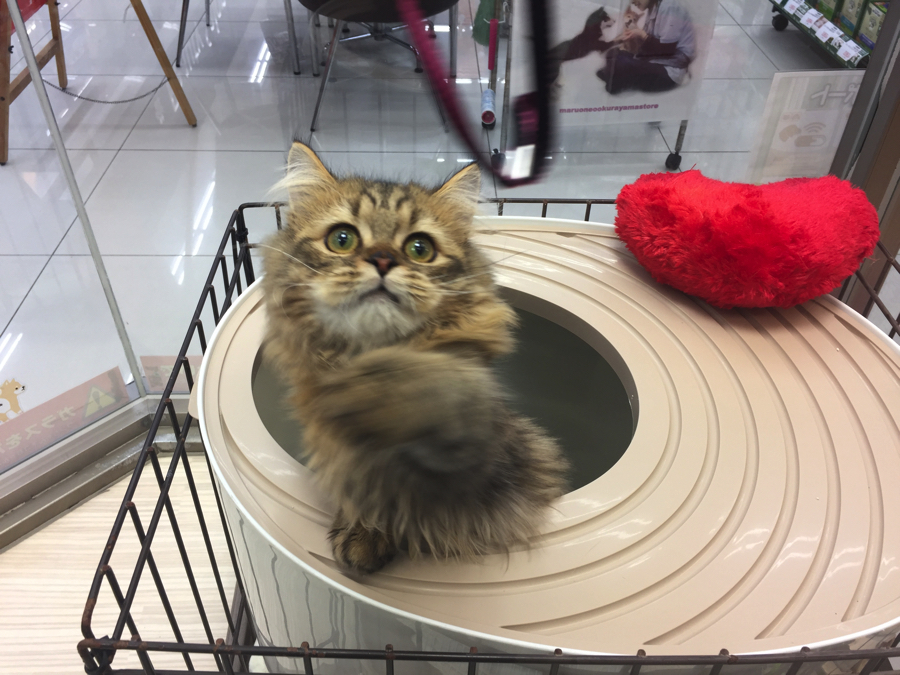ちょいちょい動く仕草が可愛すぎる! | マンチカン特集