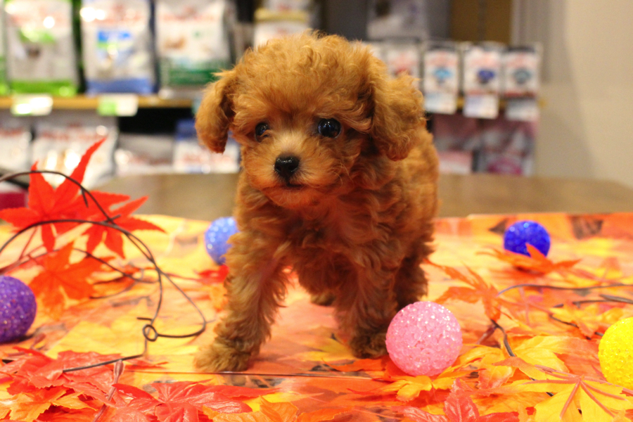 初めての方でもとても飼いやすい犬種 | トイ・プードル （11589） - ペットショップ マルワン白楽 神奈川県横浜市