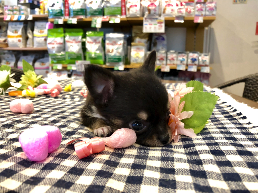 ぺたーんと机にお顔をくっつけてまったりタイム | チワワ （11586） - ペットショップ マルワン白楽 神奈川県横浜市