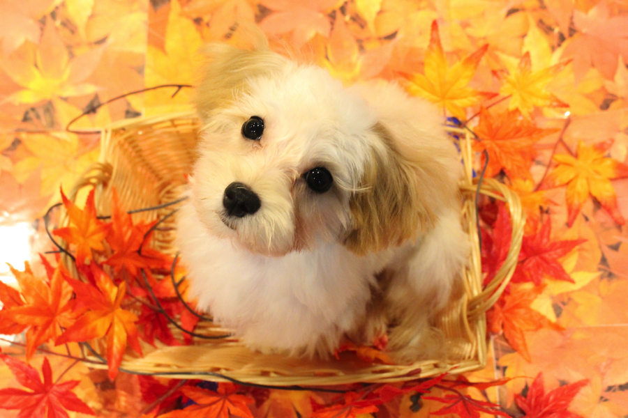 人気ハイブリット犬種 | MIX （ マルチーズ × トイプードル ） （11578） - ペットショップ マルワン白楽 神奈川県横浜市