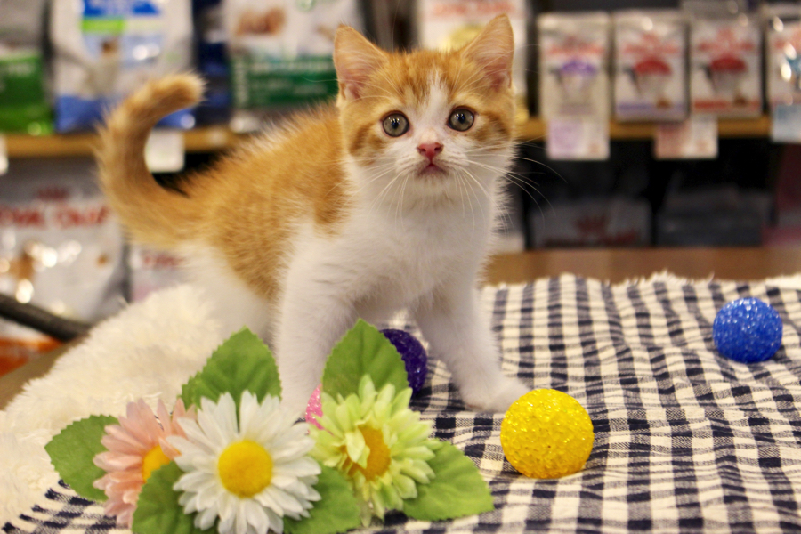 猫をご家族に迎える際に必要なもの | スコティッシュ・フォールド （11588） - ペットショップ マルワン白楽 神奈川県横浜市
