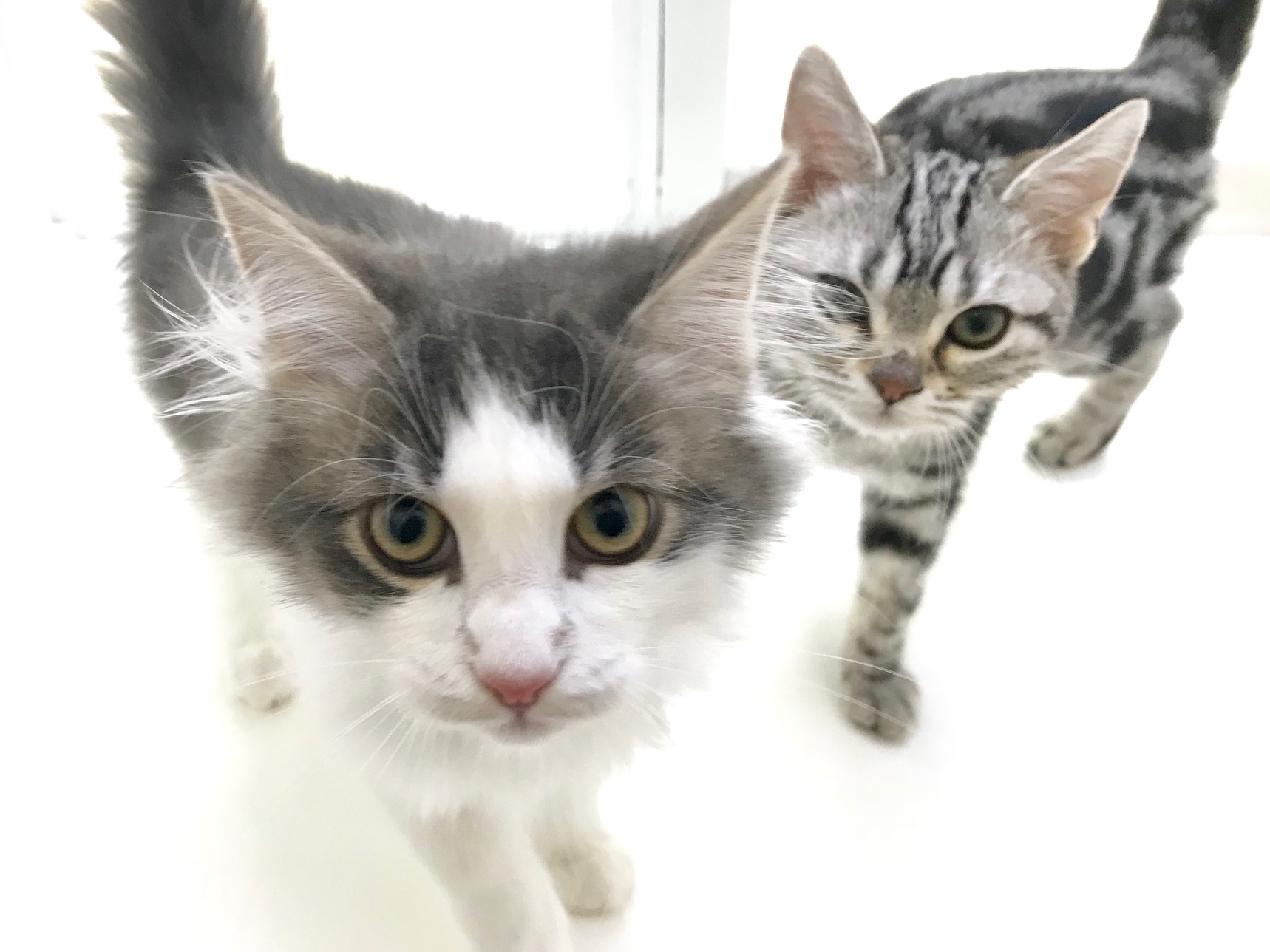 正反対の2人ですが、実は一緒に遊ぶ仲！ | ノルウェージャンフォレストキャット （512544） アメリカンショートヘア （512546） - ペットショップ マルワン本羽田 東京都大田区