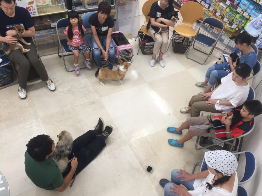 「おすわり」「伏せ」「おいで」 3 | 高井戸店 パピー教室