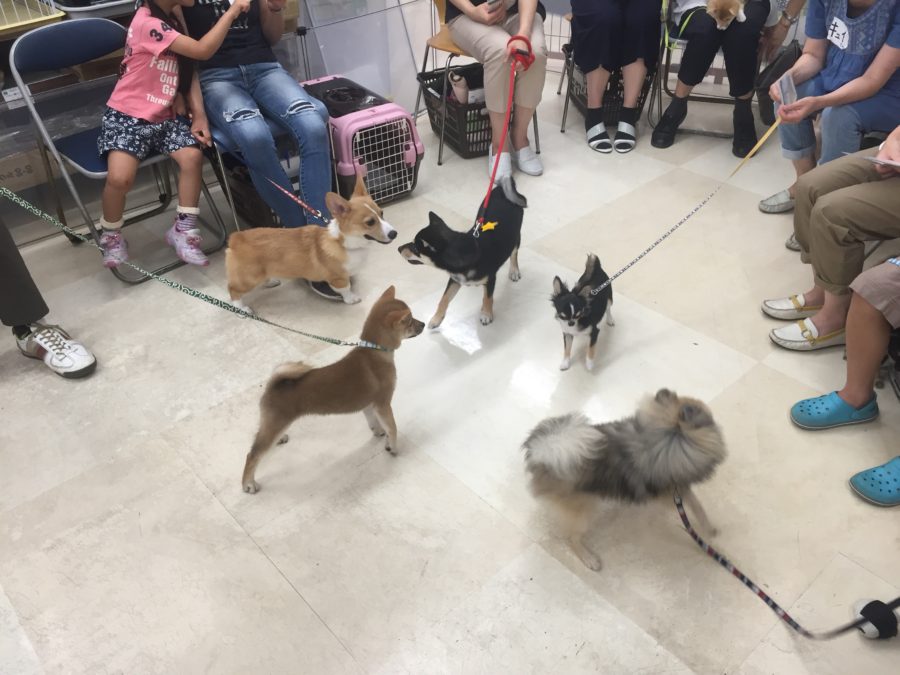 ワンちゃん達は仲良く遊びタイム♪ 3 | 高井戸店 パピー教室