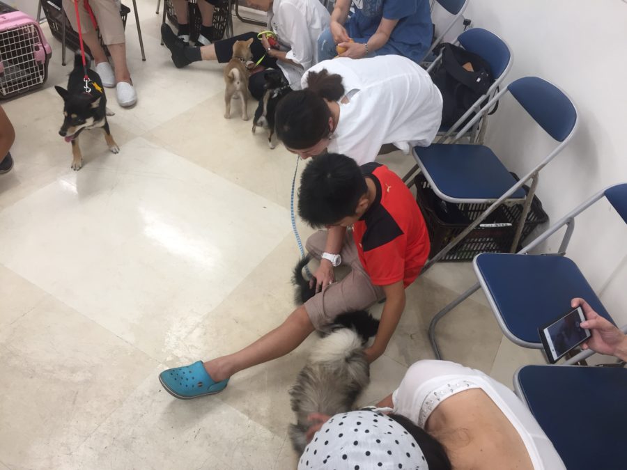 ワンちゃん達は仲良く遊びタイム♪ 1 | 高井戸店 パピー教室
