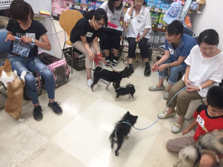 ワンちゃん達は仲良く遊びタイム♪ 2 | 高井戸店 パピー教室
