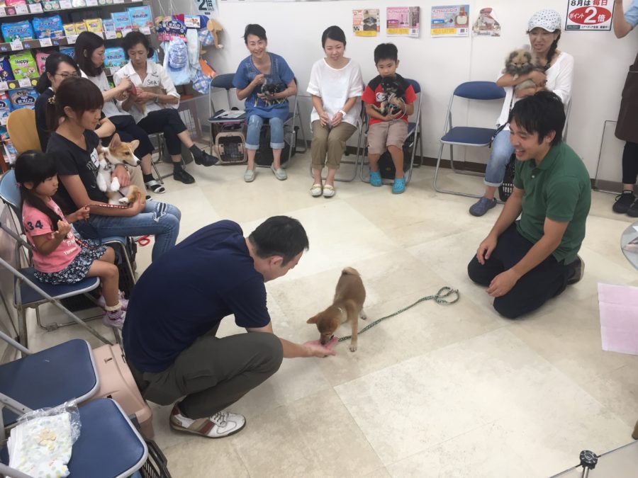 「おすわり」「伏せ」「おいで」 2 | 高井戸店 パピー教室