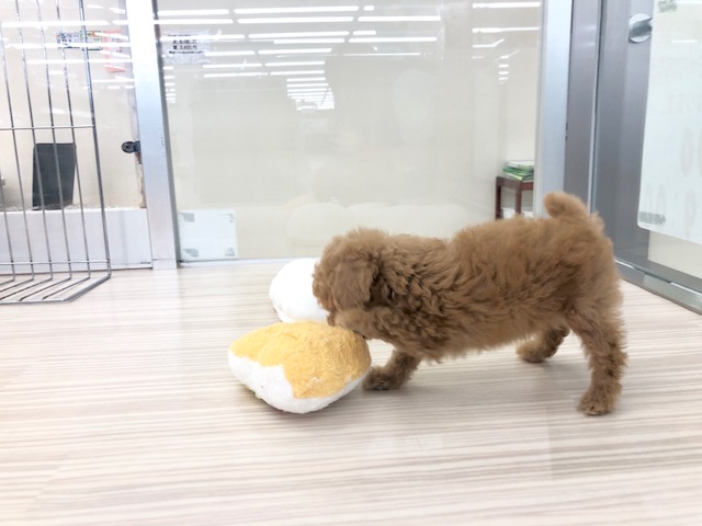 このおもちゃ私と同じくらい？ | トイ・プードル タイニーサイズ （512559） - ペットショップ マルワン本羽田 東京都大田区