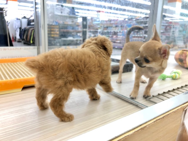 本羽田店の卒業生はフレンドリーな子が多い！ | トイ・プードル タイニーサイズ （512559） - ペットショップ マルワン本羽田 東京都大田区