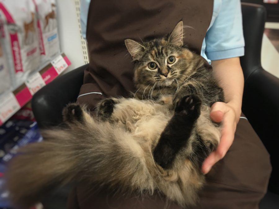 お膝の上でもリラックス♪抱っこ大好き♡ | ノルウェージャン・フォレストキャット （412689） - ペットショップ マルワン武蔵浦和 埼玉県さいたま市