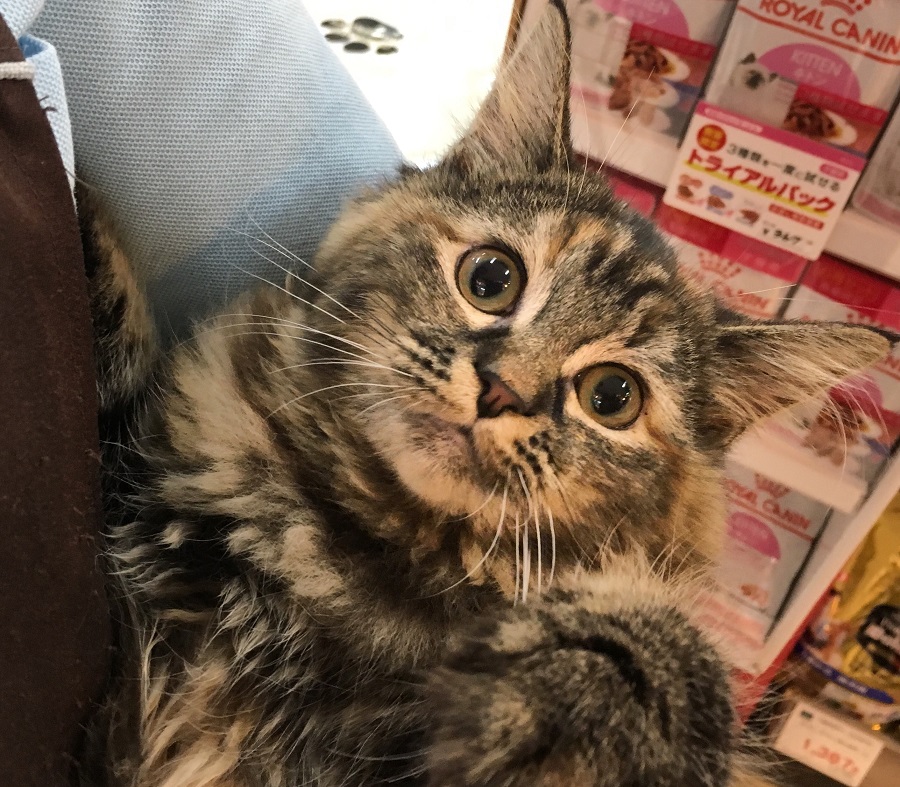 女の子らしい優しいまる顔 | ノルウェージャン・フォレストキャット （412689） - ペットショップ マルワン武蔵浦和 埼玉県さいたま市