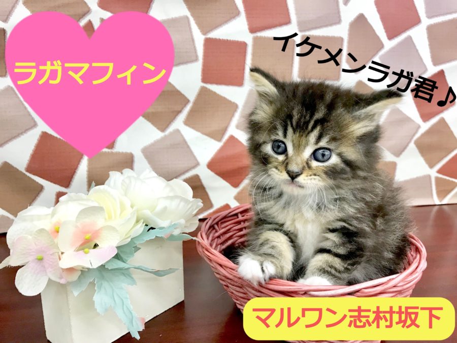 【 ラガマフィン 】★注目度No.１★癒しのテディベアキャットがやって来た！！志村坂下店No.914388