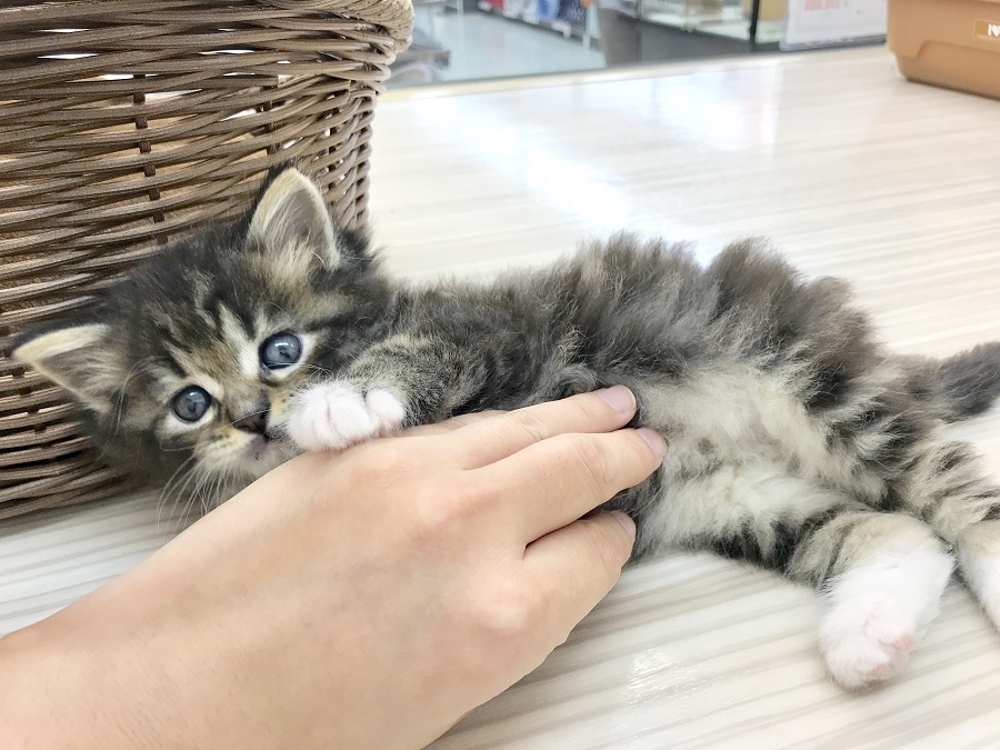 多頭飼いにもとってもオススメできる子 | ラガマフィン （914388） - ペットショップ マルワン志村坂下 東京都板橋区