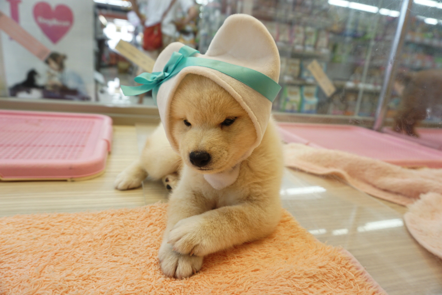 ハート | 白柴 柴犬 （6130734） - ペットショップ マルワン大倉山 神奈川県横浜市港北区