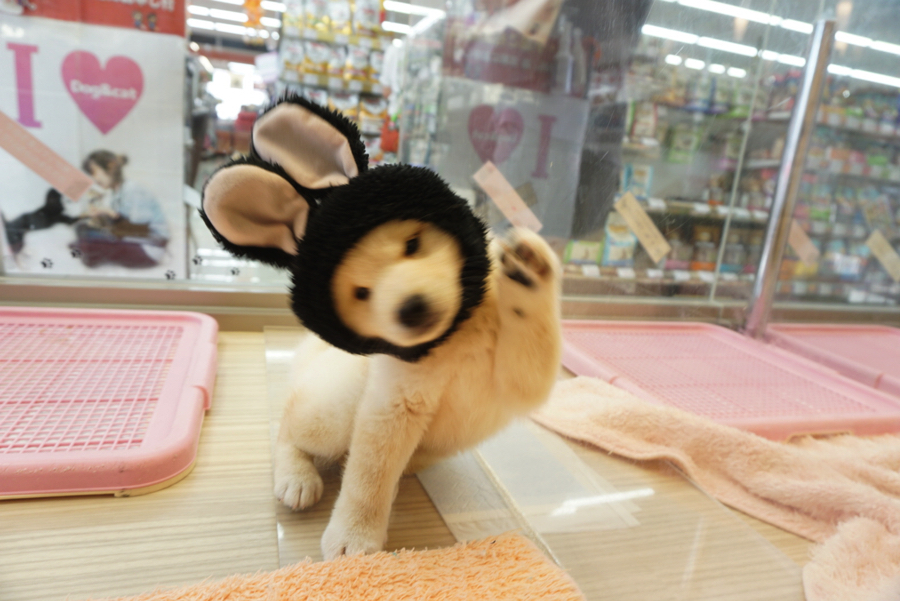 ニコニコ笑顔が消え去りそう | 白柴 柴犬 （6130734） - ペットショップ マルワン大倉山 神奈川県横浜市港北区