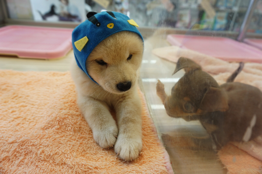 新作のフグさん | 白柴 柴犬 （6130734） - ペットショップ マルワン大倉山 神奈川県横浜市港北区