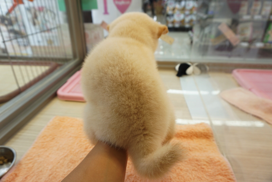 後ろ姿 | 白柴 柴犬 （6130734） - ペットショップ マルワン大倉山 神奈川県横浜市港北区