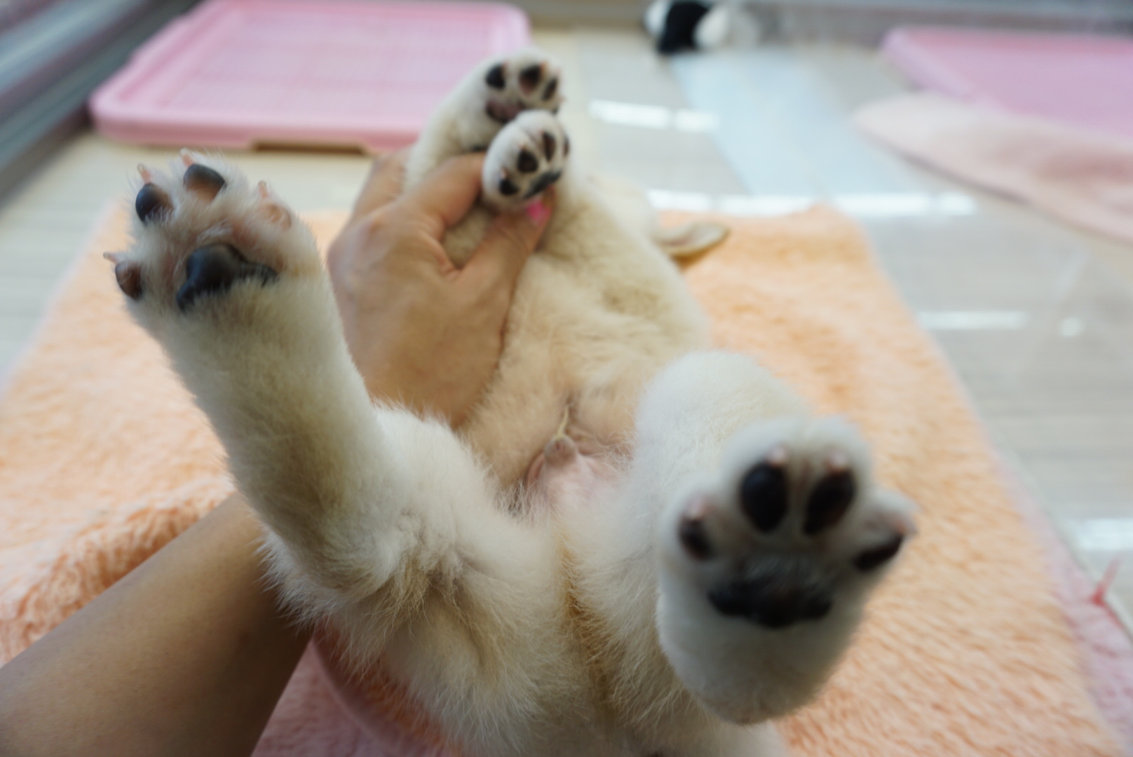 ヘソ天ポーズ | 白柴 柴犬 （6130734） - ペットショップ マルワン大倉山 神奈川県横浜市港北区