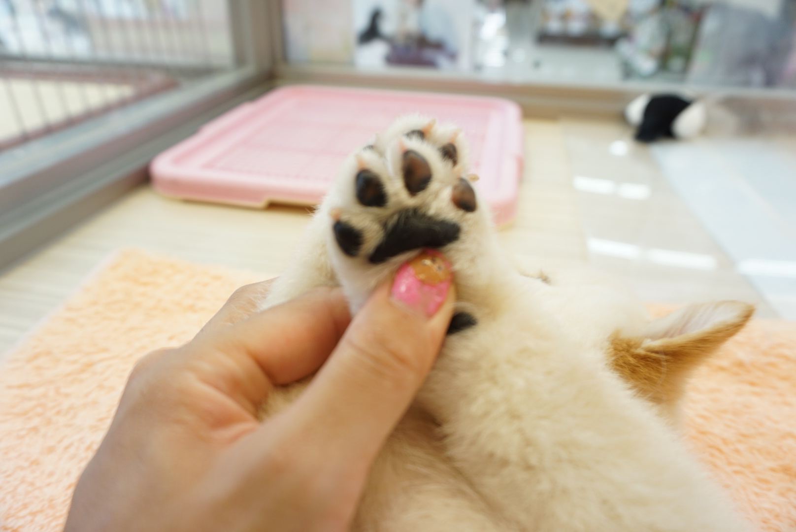 爪は全部「白爪」 | 白柴 柴犬 （6130734） - ペットショップ マルワン大倉山 神奈川県横浜市港北区