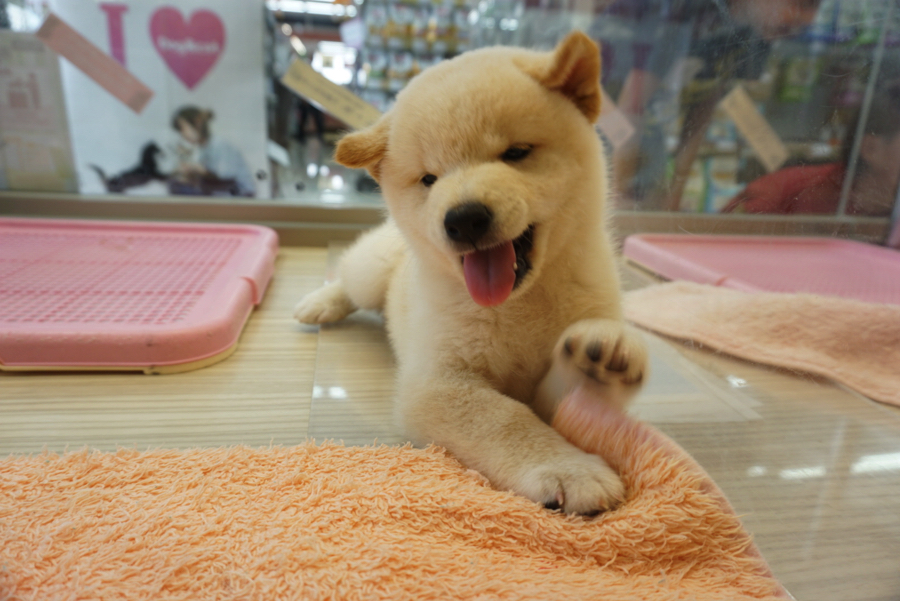 ほふく前進 | 白柴 柴犬 （6130734） - ペットショップ マルワン大倉山 神奈川県横浜市港北区