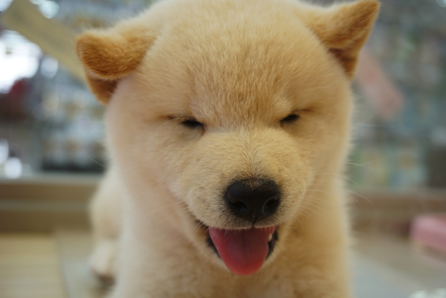 柴スマイル炸裂 | 白柴 柴犬 （6130734） - ペットショップ マルワン大倉山 神奈川県横浜市港北区