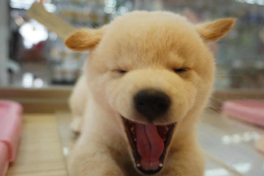 大あくび | 白柴 柴犬 （6130734） - ペットショップ マルワン大倉山 神奈川県横浜市港北区