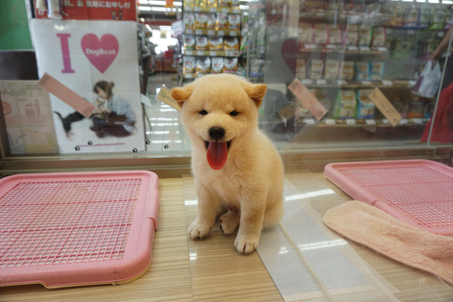 どすこいむちむちボディ | 白柴 柴犬 （6130734） - ペットショップ マルワン大倉山 神奈川県横浜市港北区