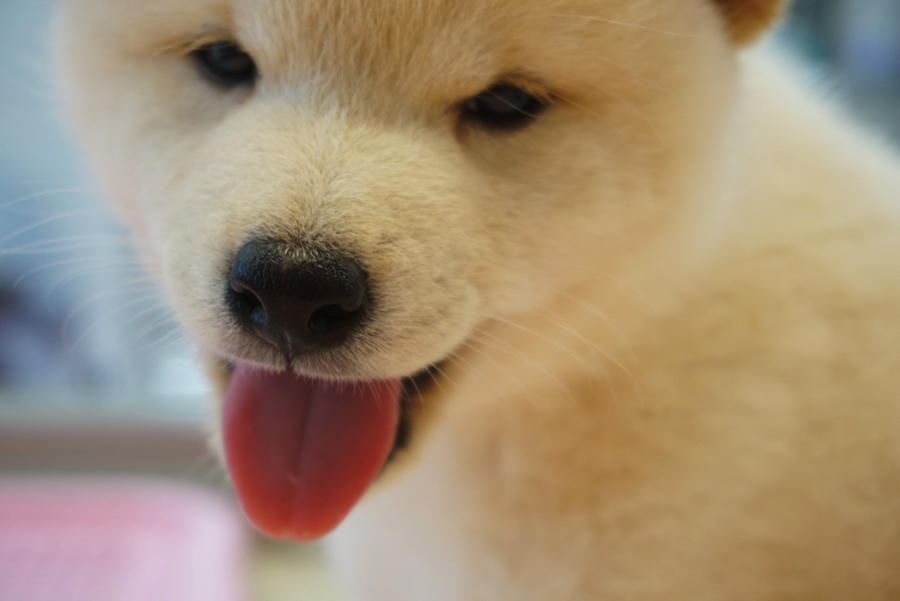 つぶらな瞳と真っ黒なお鼻 | 白柴 柴犬 （6130734） - ペットショップ マルワン大倉山 神奈川県横浜市港北区