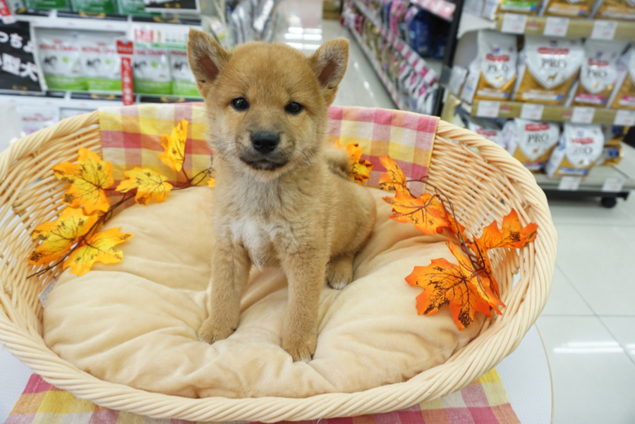 子犬なのにアダルトな雰囲気 | 赤柴 柴犬 （6130737） - ペットショップ マルワン大倉山 神奈川県横浜市港北区