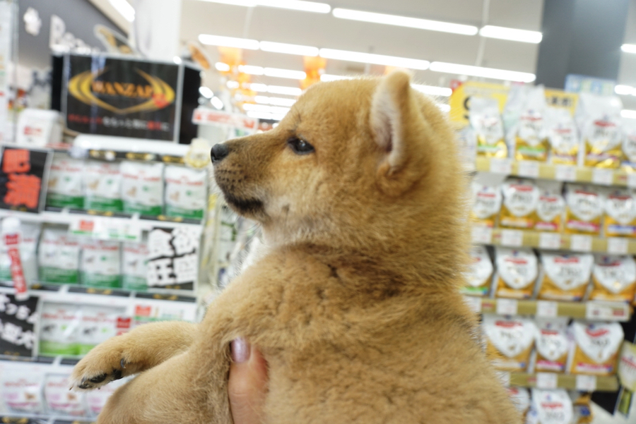 マズルは太短くつぶらな瞳 | 赤柴 柴犬 （6130737） - ペットショップ マルワン大倉山 神奈川県横浜市港北区