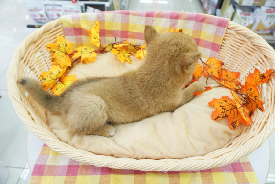 後頭部モフってて可愛い | 赤柴 柴犬 （6130737） - ペットショップ マルワン大倉山 神奈川県横浜市港北区